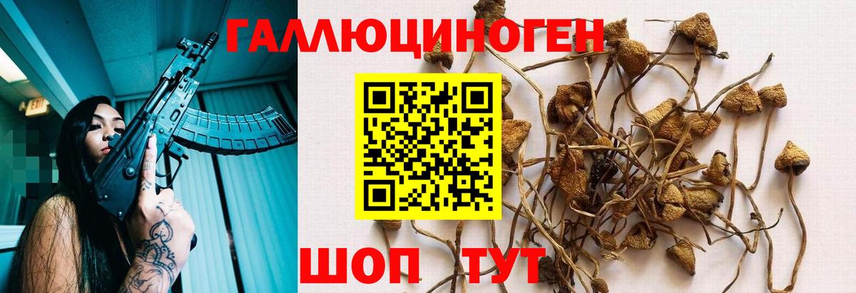 купить наркоту  Вход с VPN  Шали  Псилоцибиновые грибы мухоморы 